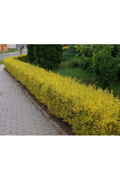 Бирючина звичайна Ауреа невисокий живопліт